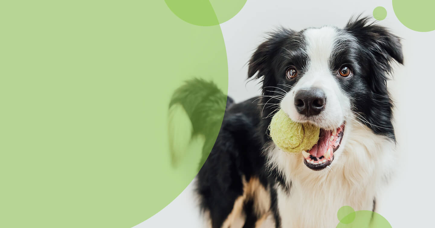 cute dog with tennis ball in mouth